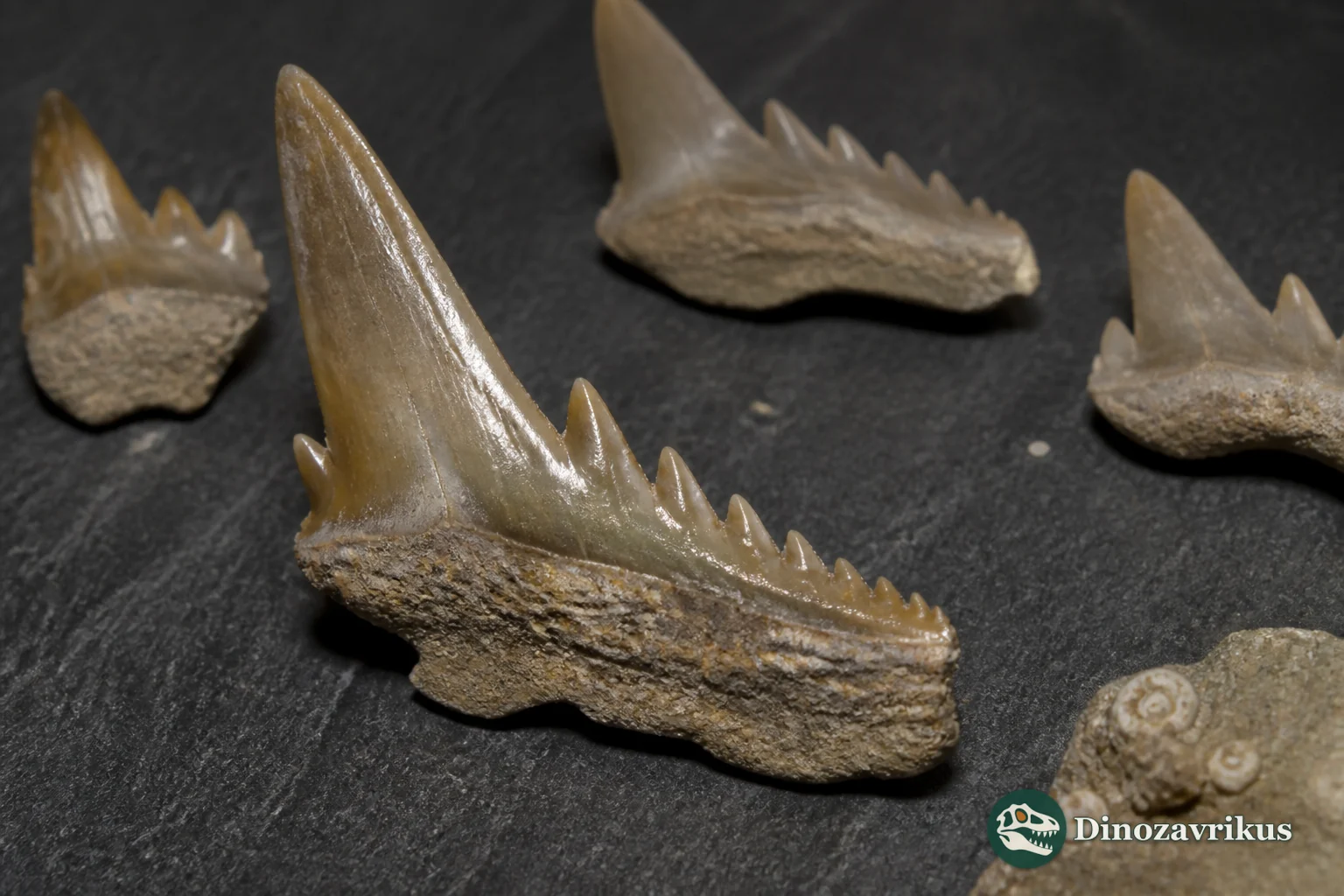 Lower lateral tooth of the Cretaceous shark Gladioserratus