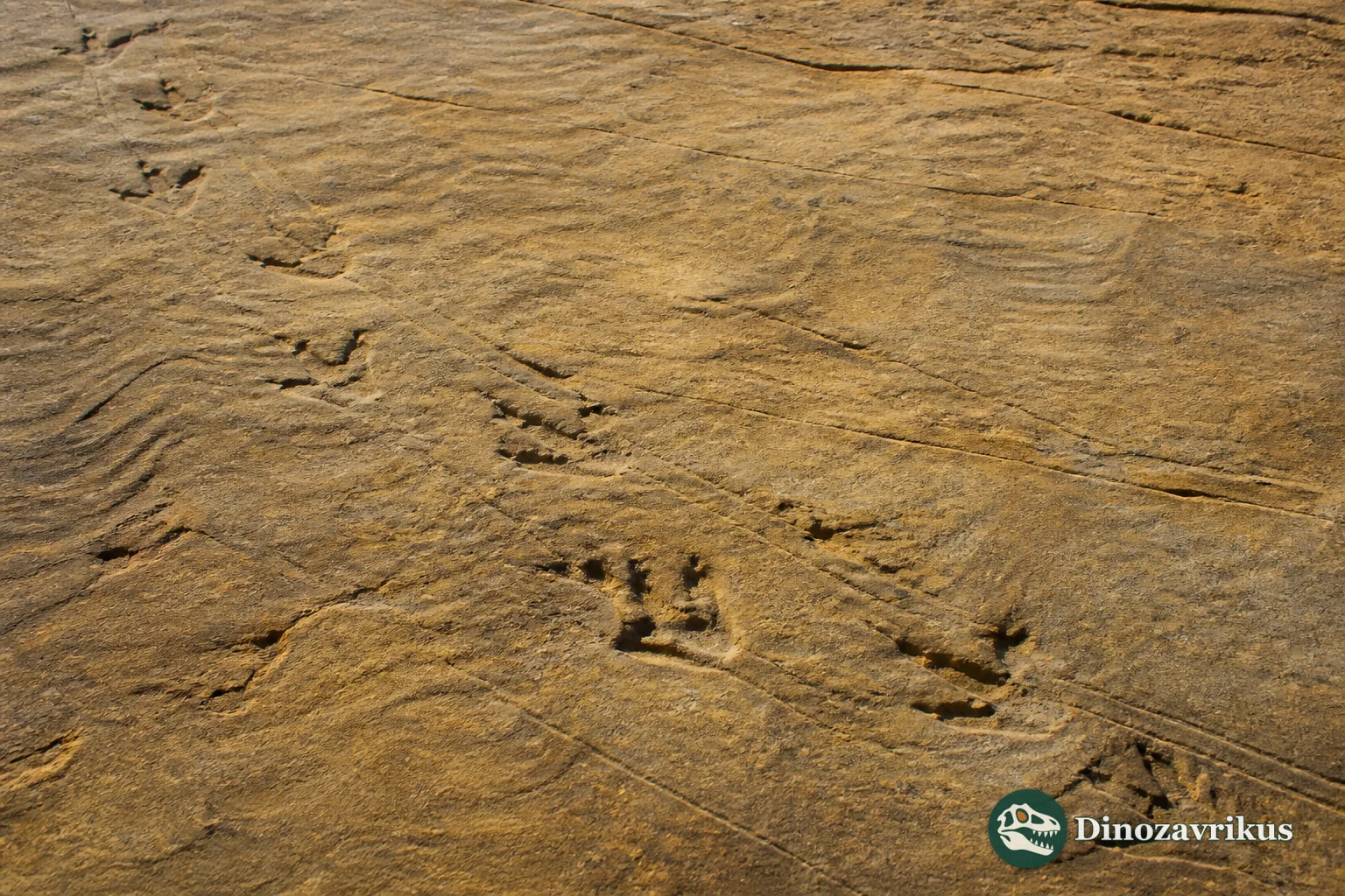Hatcherichnus footprints crossing wet sediment on a Jurassic coastal plain