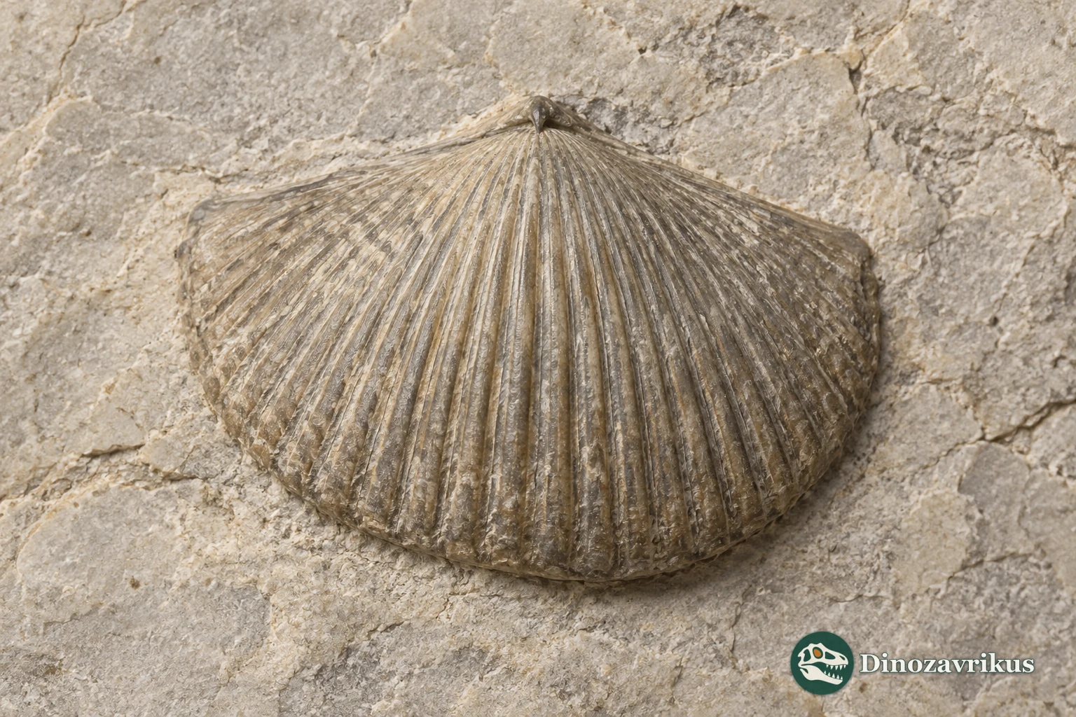 Reconstructed exterior of a ribbed Hesperorthis shell