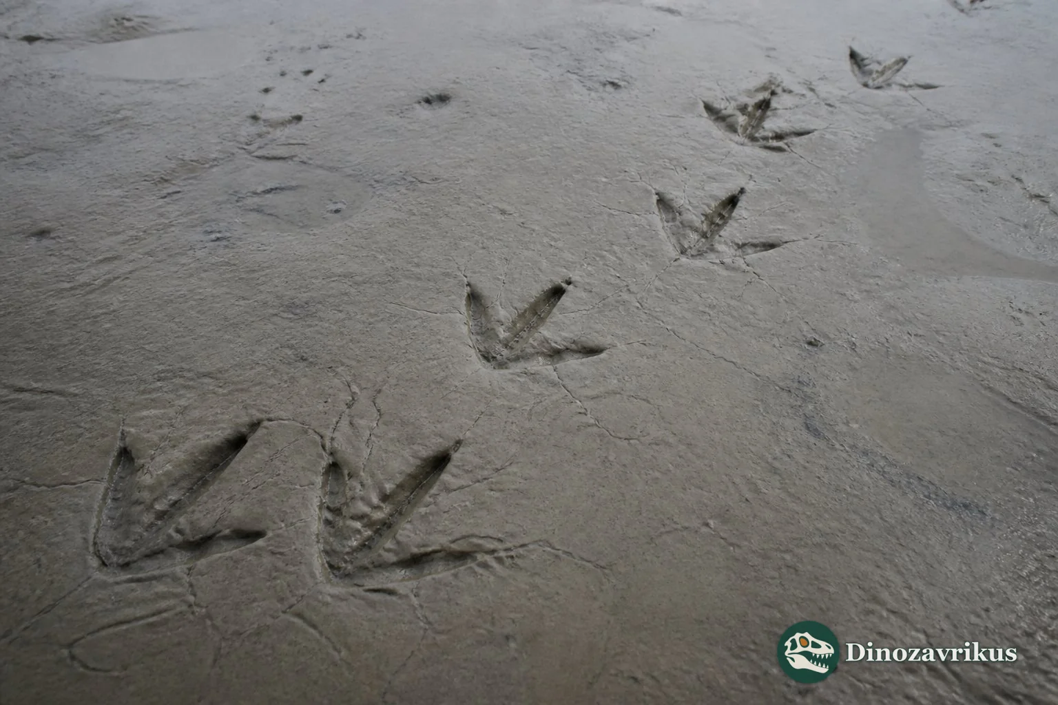 A reconstruction of a bird-like trackmaker beside Cretaceous shoreline footprints