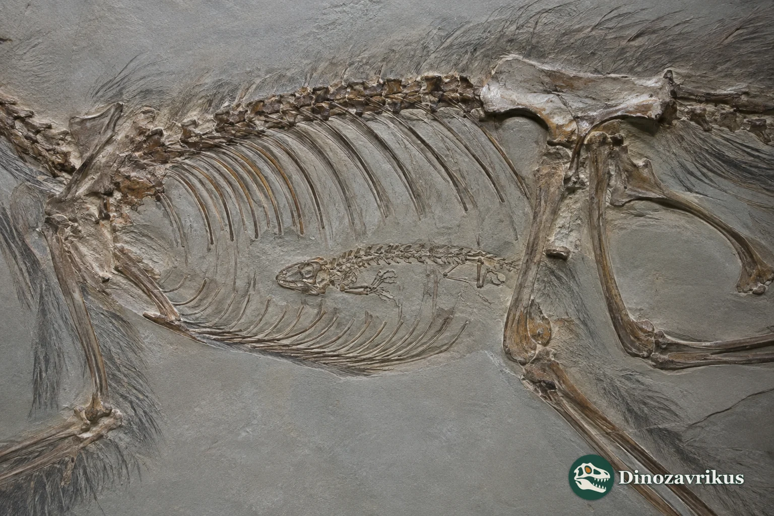 Fossil remains of Indrasaurus wangi preserved within the abdomen of Microraptor specimen STM 5-32