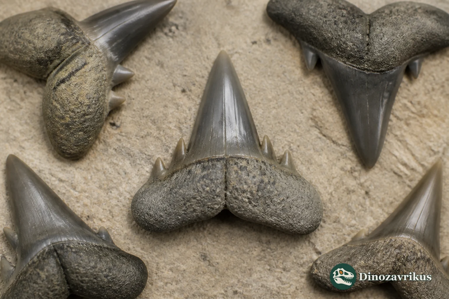 Robust fossil teeth assigned to the Paleogene shark Jaekelotodus