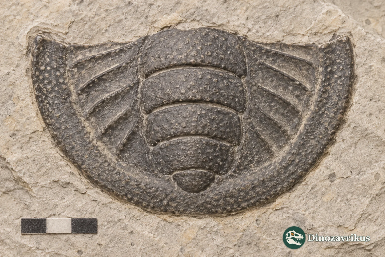 Isolated fossil pygidium representing the known type material of Jeffersonia exterminata