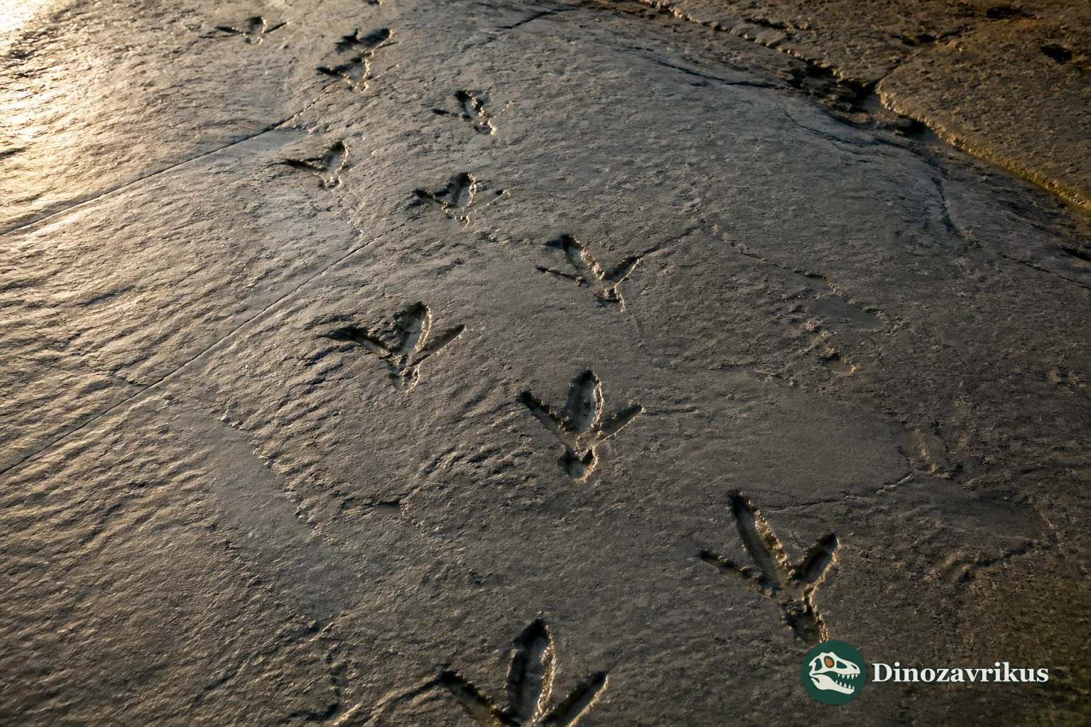 Large Jindongornipes bird footprints on a Cretaceous Korean lakeshore