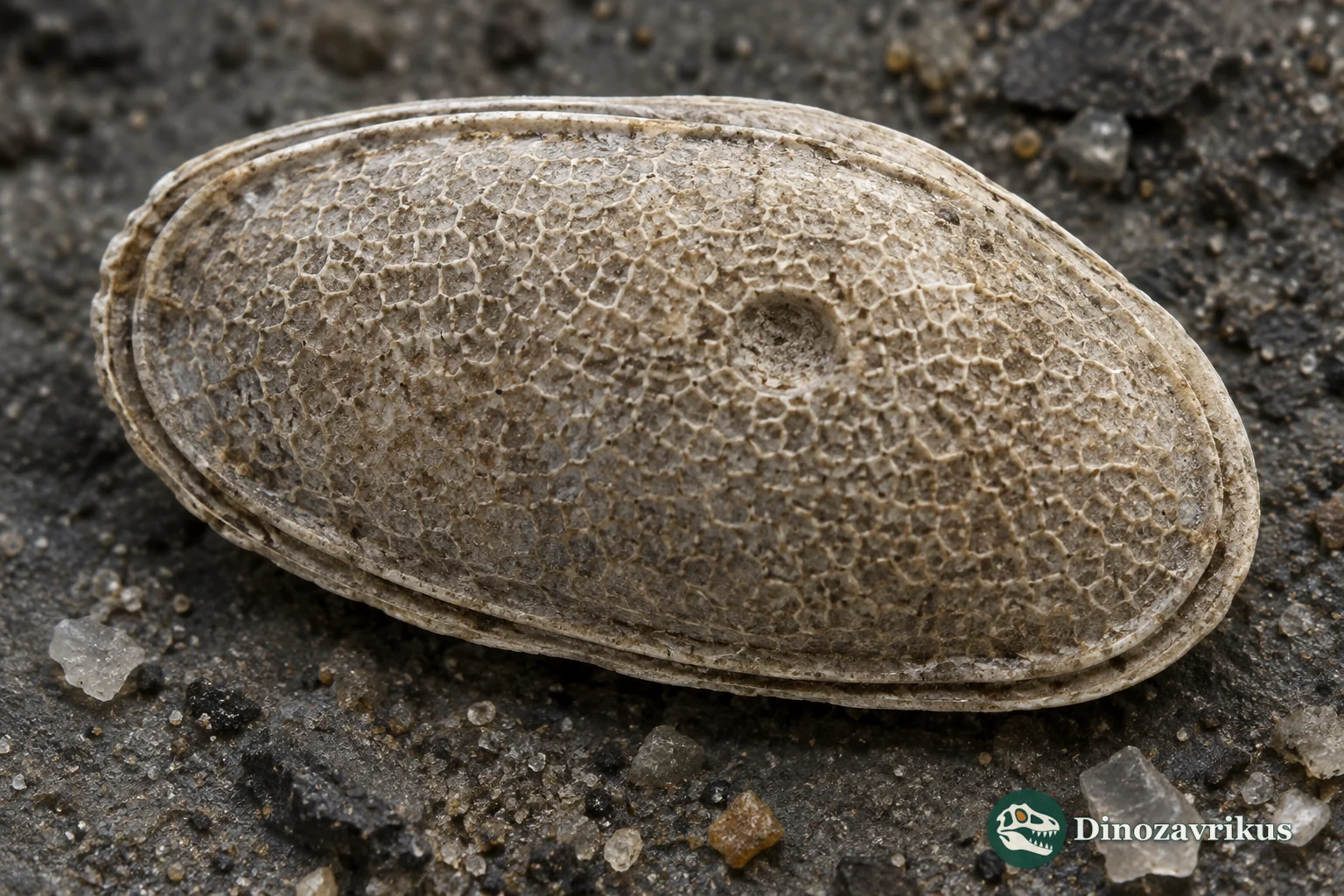 Magnified Kirkbya ostracod valve with a reticulate mesh, paired marginal ridges and a central muscle scar pit