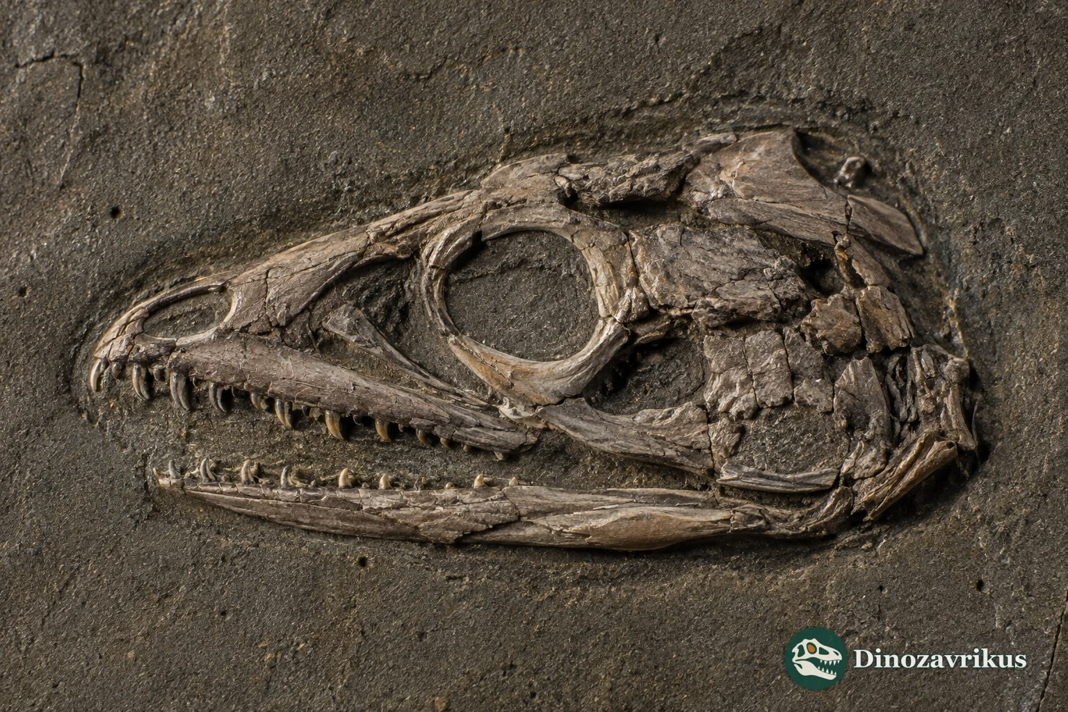 Nearly complete fossil skull of the Early Eocene iguanian lizard Kopidosaurus perplexus