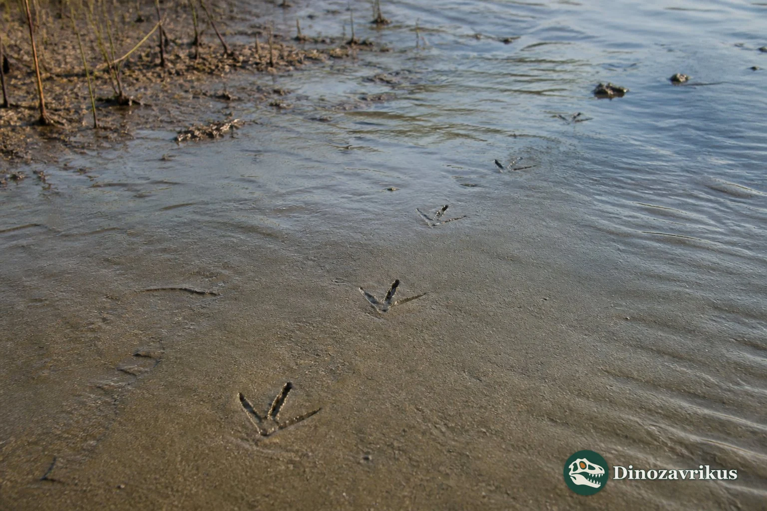Small three-toed Koreanaornis footprints preserved on a Cretaceous sediment surface in Korea