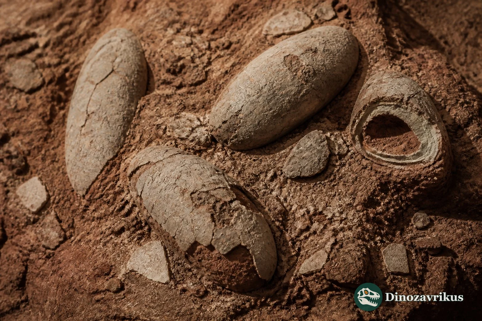 Fossil Krokolithes eggs and a magnified view of their layered shell structure
