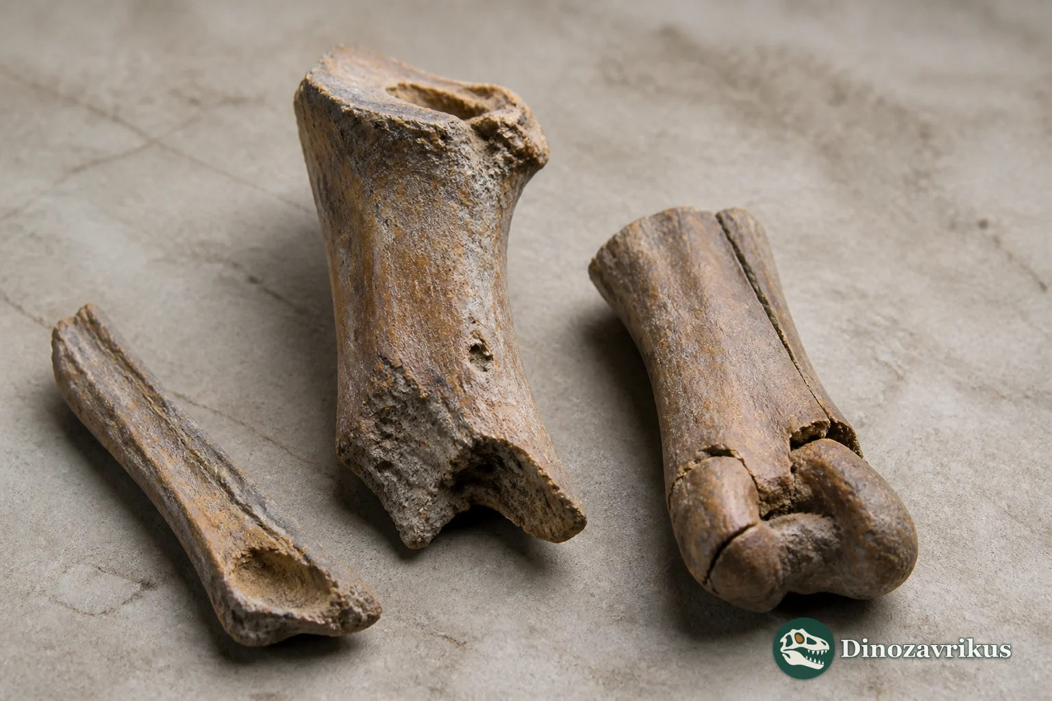 Fossil distal leg bones assigned to Latipons from Eocene marine deposits in southern England
