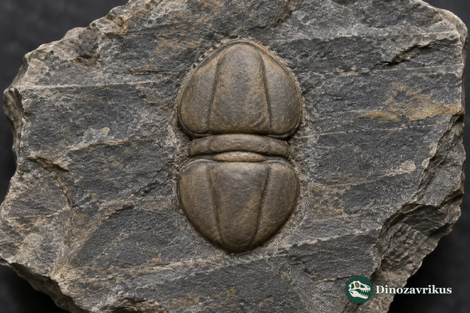 Dorsal view of a smooth Lejopyge agnostid fossil with two large shields and two short thoracic segments on Cambrian limestone