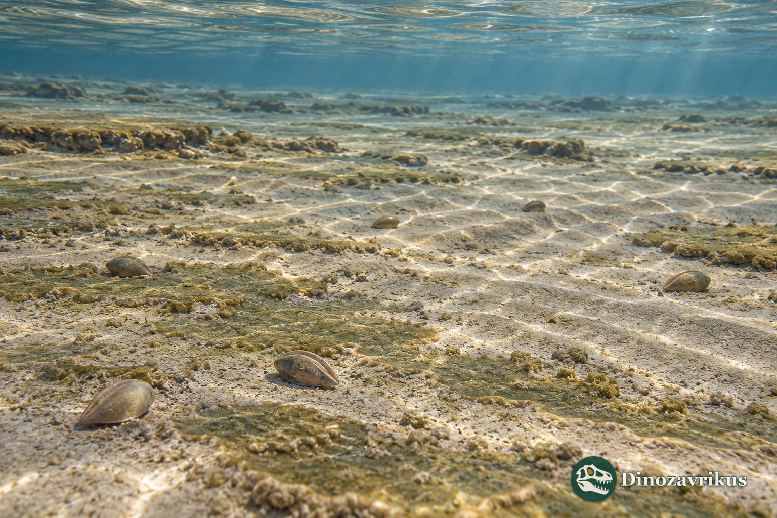 Artistic reconstruction of a shallow Ordovician marine setting