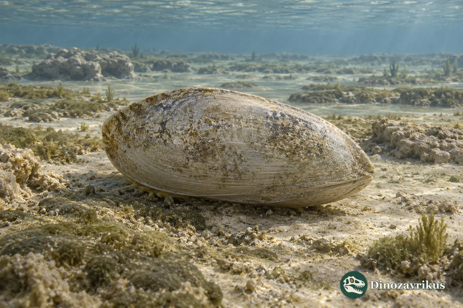 Artistic reconstruction of Leperditia with a paired bivalved carapace on a marine seafloor