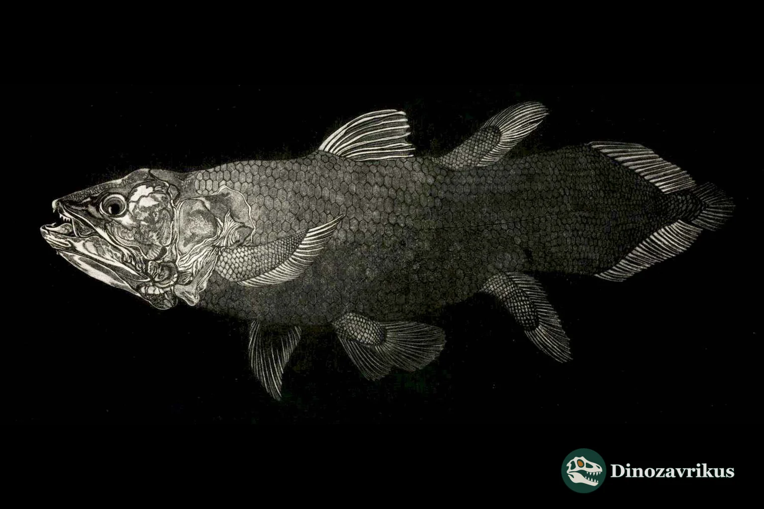 Scientific reconstruction of an extinct lobe-finned fish