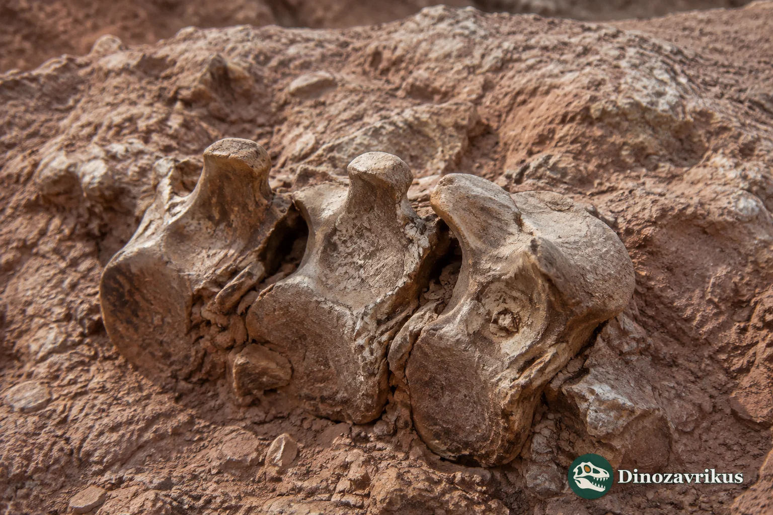 Fossil vertebrae and ribs assigned to Madtsoia, a large extinct madtsoiid snake