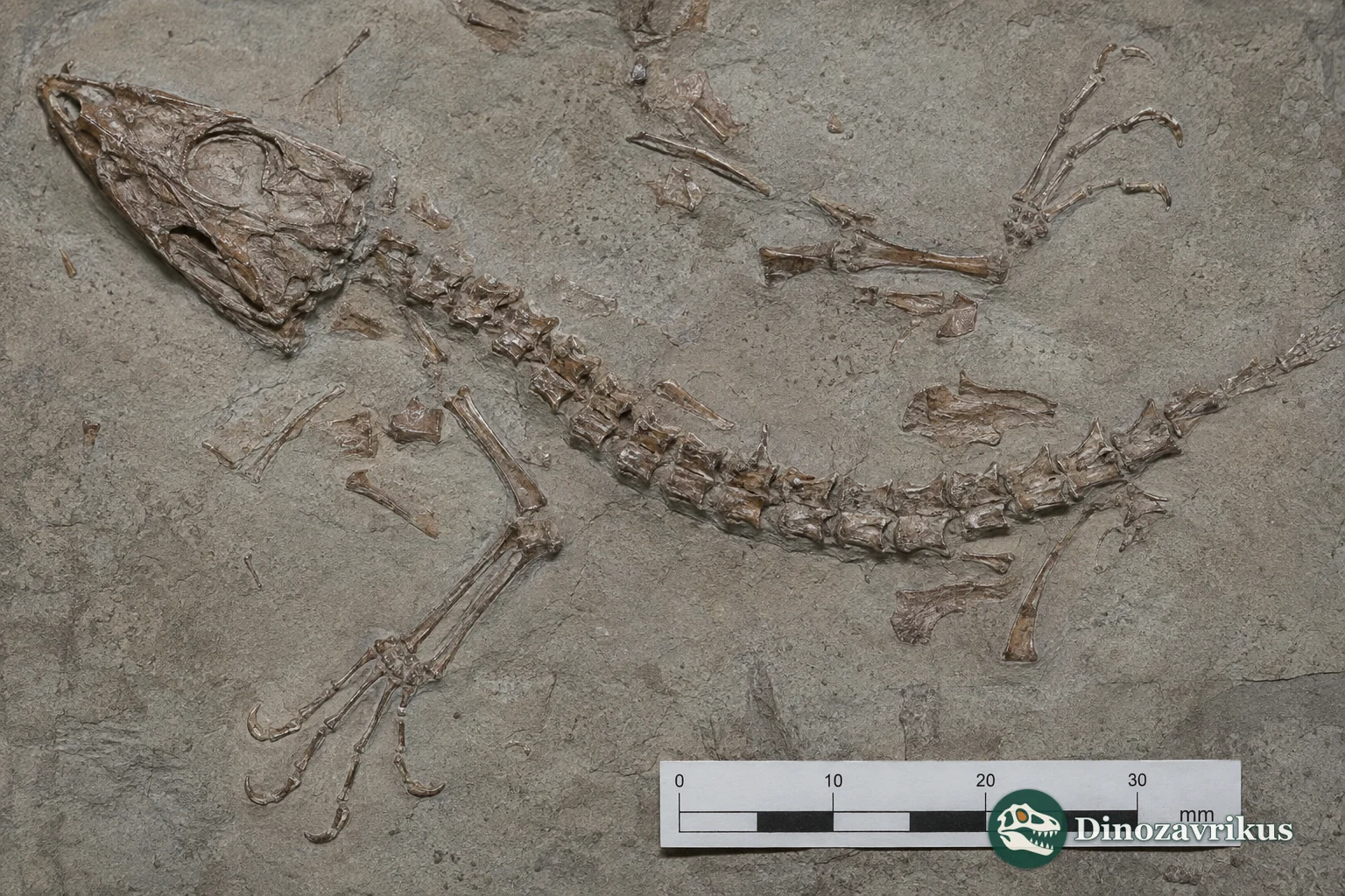 Marmoretta oxoniensis reconstructed gripping a Jurassic branch