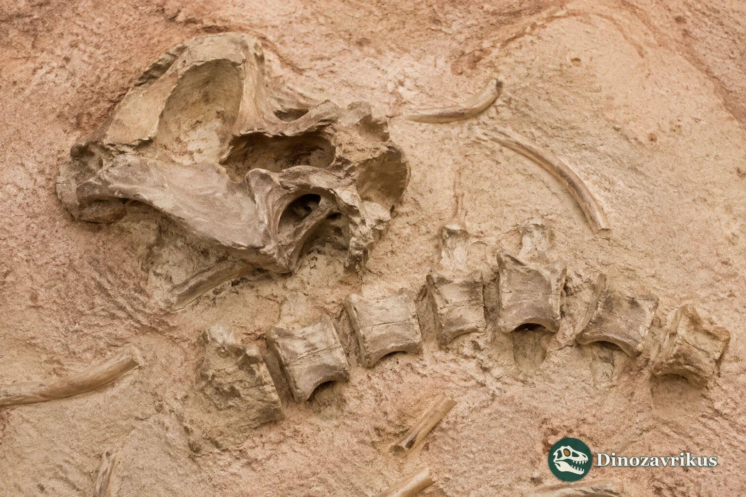 Fossil vertebrae, ribs and fused braincase fragments of the Cretaceous snake Menarana nosymena