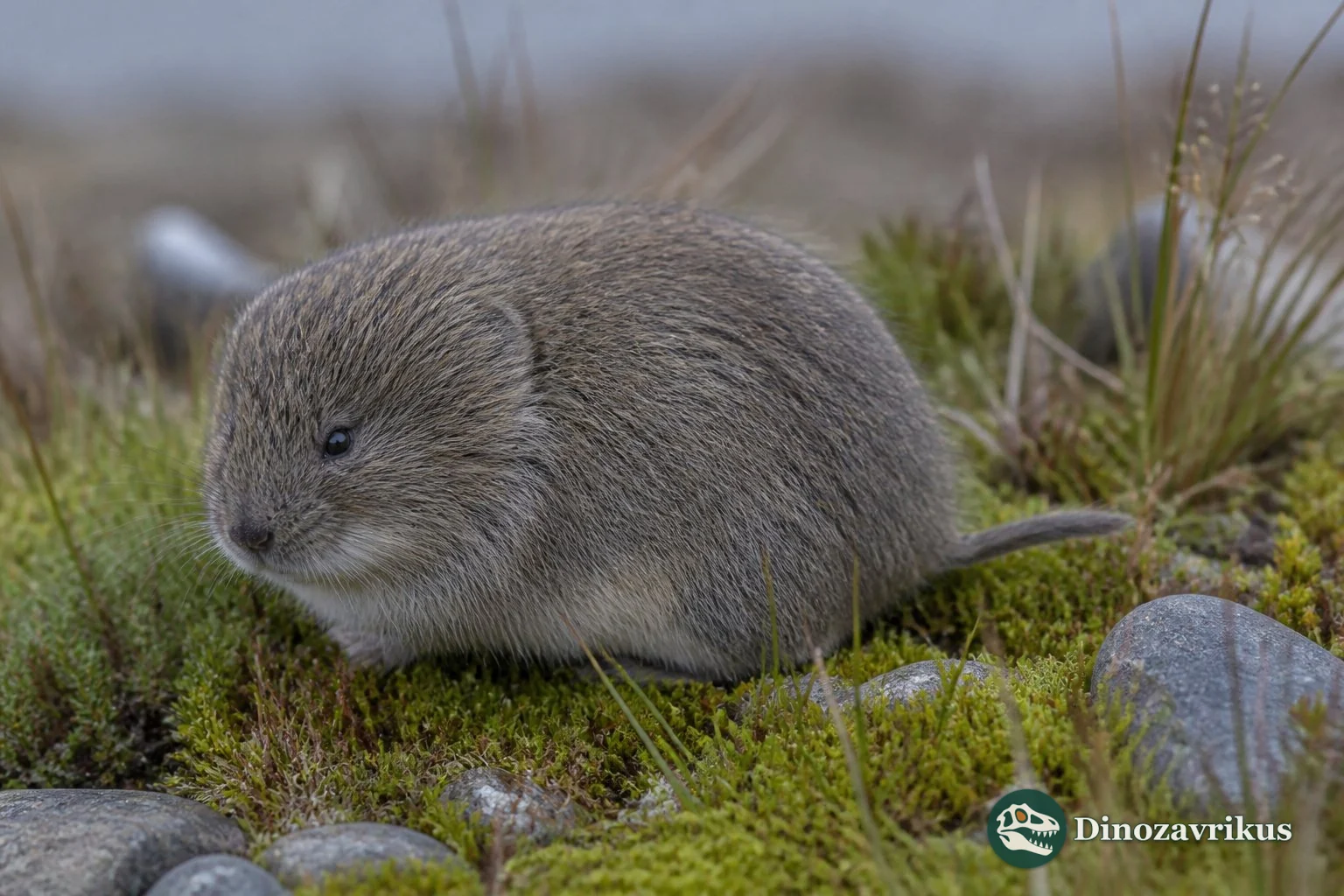 Mimomys vole in a reconstructed Pleistocene wet meadow
