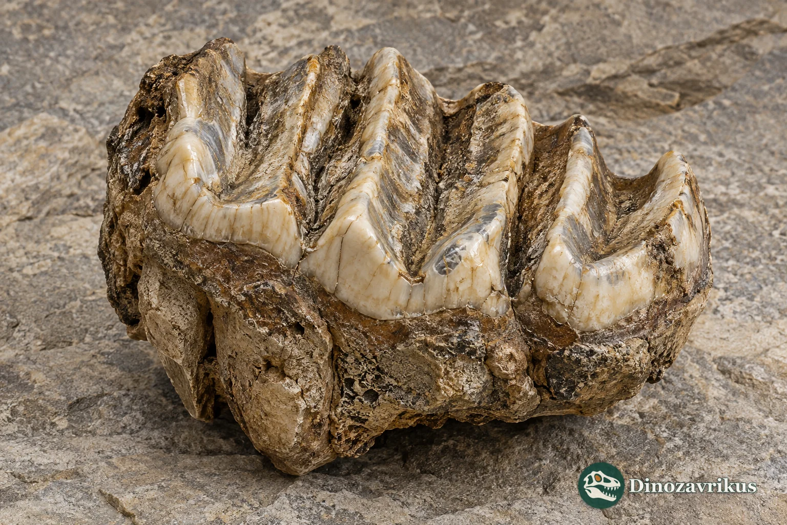 Conceptual gomphothere cheek tooth