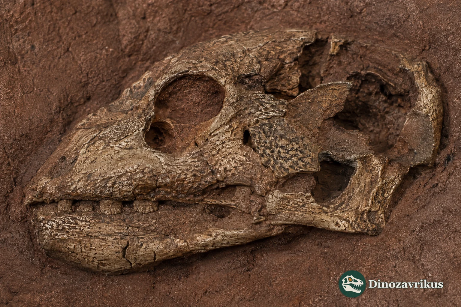 The small fossil skull of Nanoparia luckhoffi from the Permian Karoo
