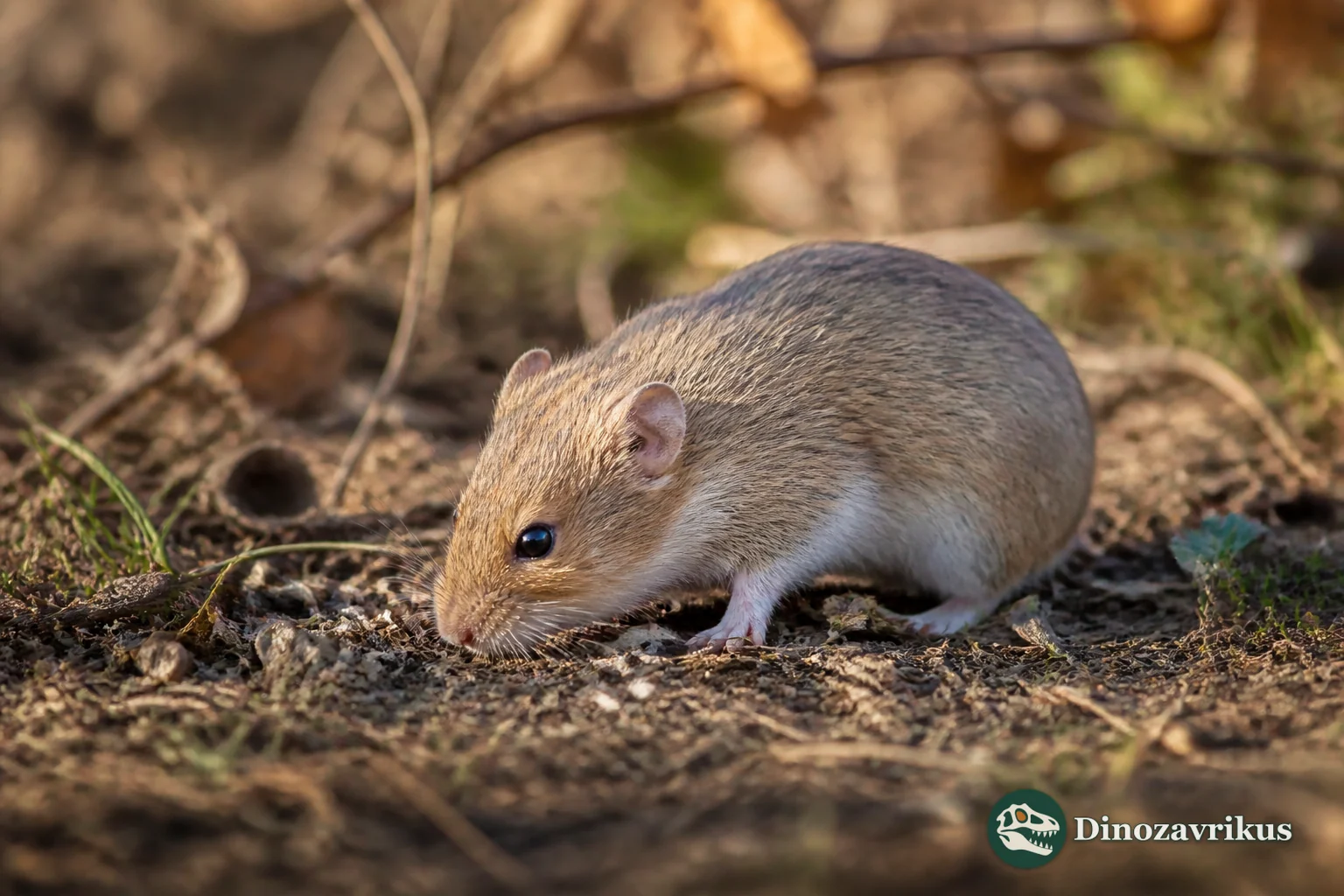 Neocricetodon, a small fossil hamster reconstructed in a late Miocene habitat