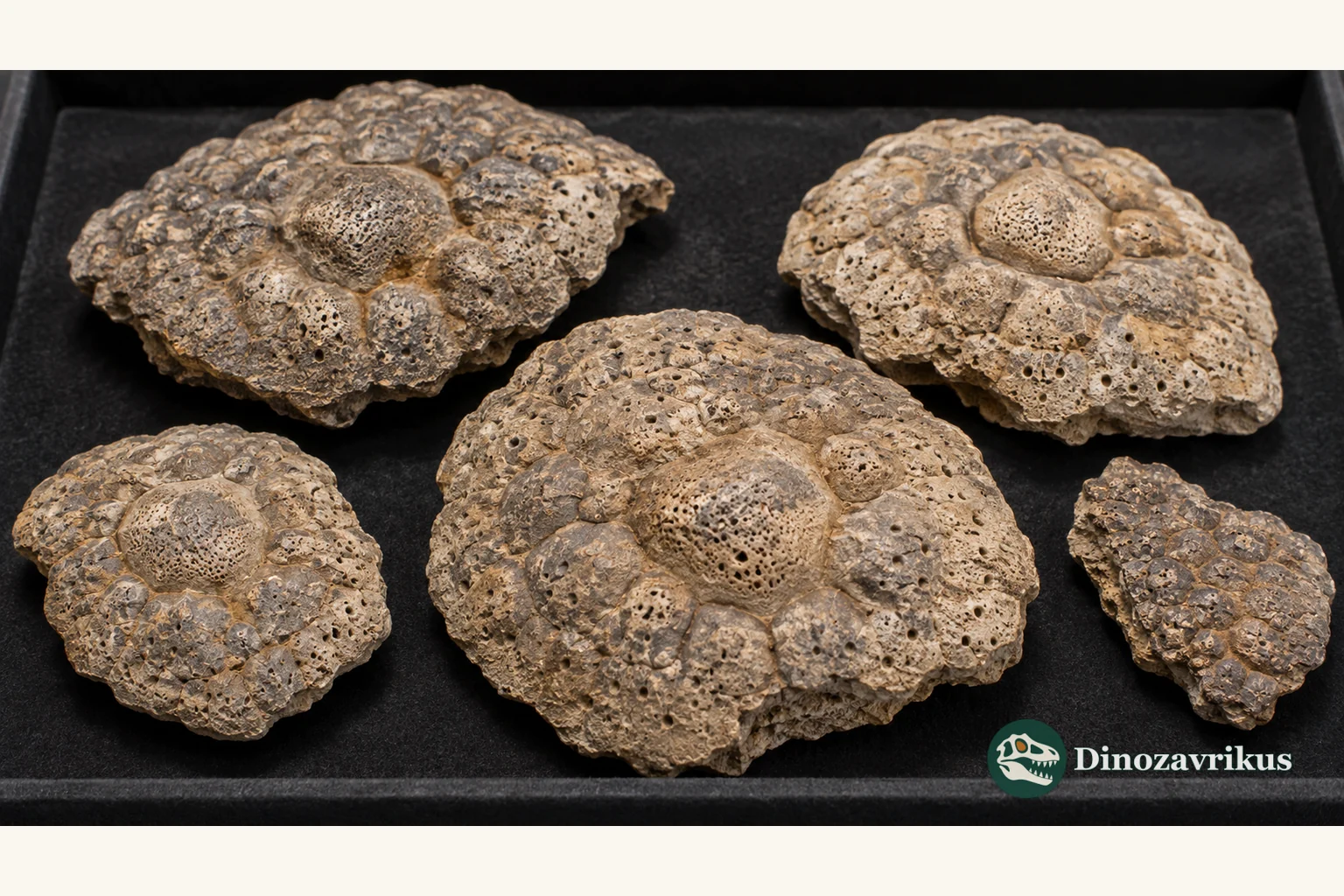Conceptual juvenile glyptodont osteoderms