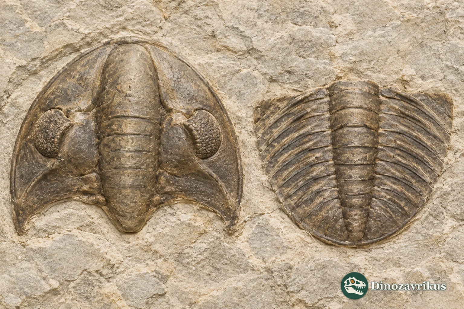 Teaching illustration of the head and tail shields of an asaphid trilobite