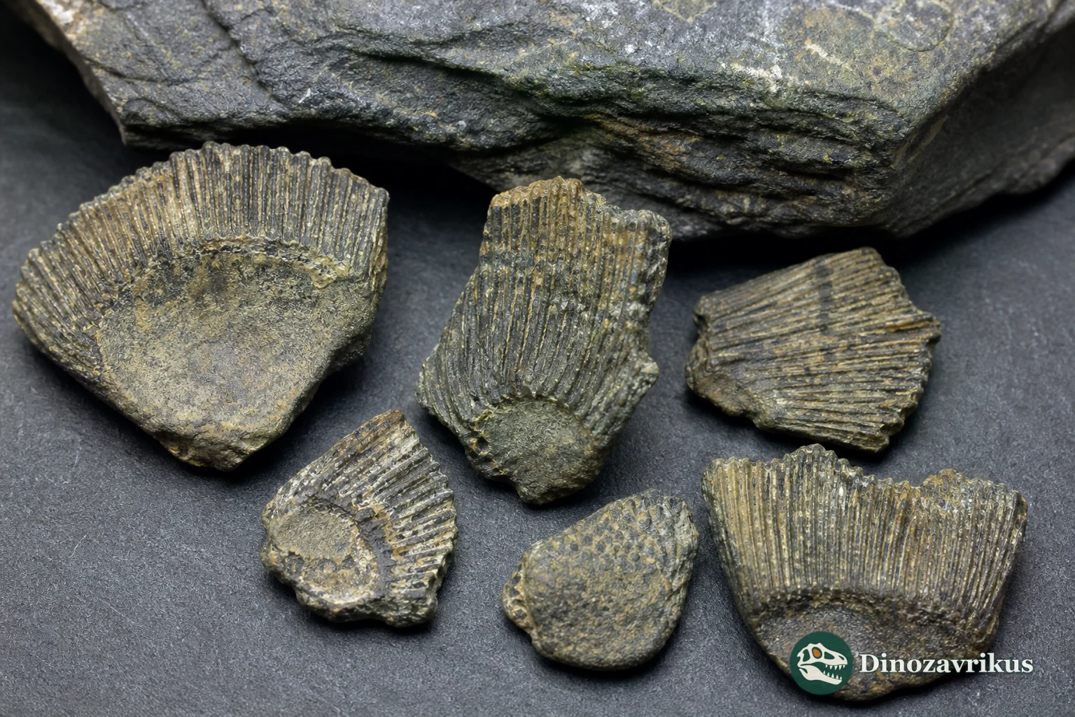 Microscopic fossil scales assigned to Nostolepis, illustrating the small material used to recognise the genus