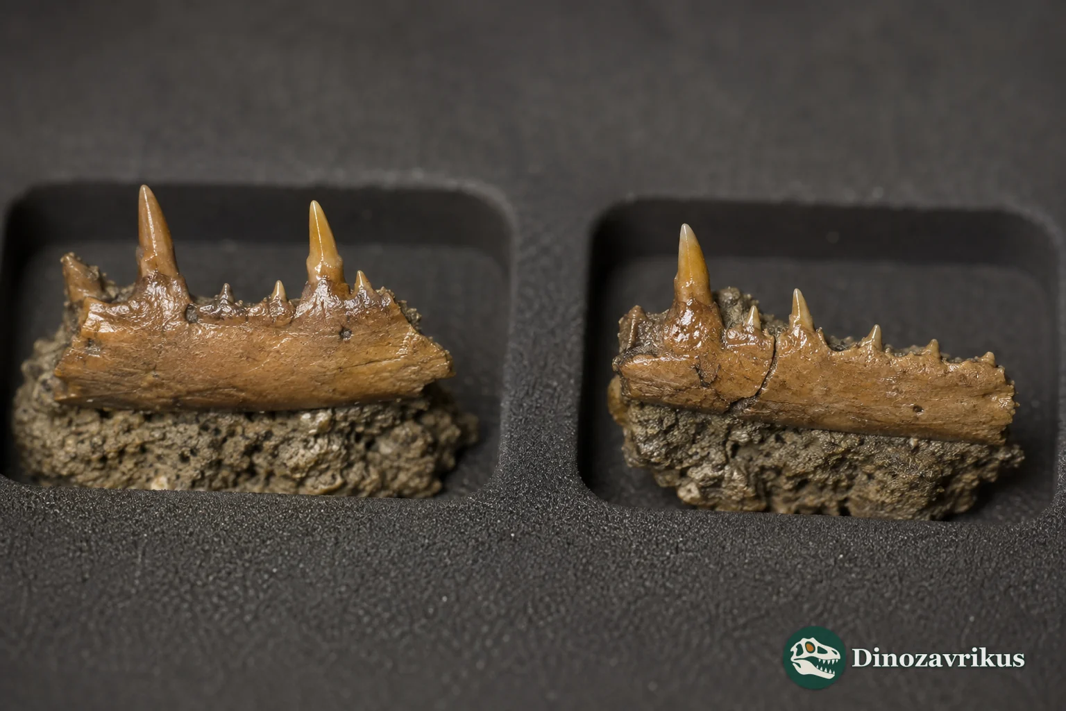 Fossil jaw fragments and tiny three-cusped teeth of the Late Cretaceous lizard Obamadon gracilis