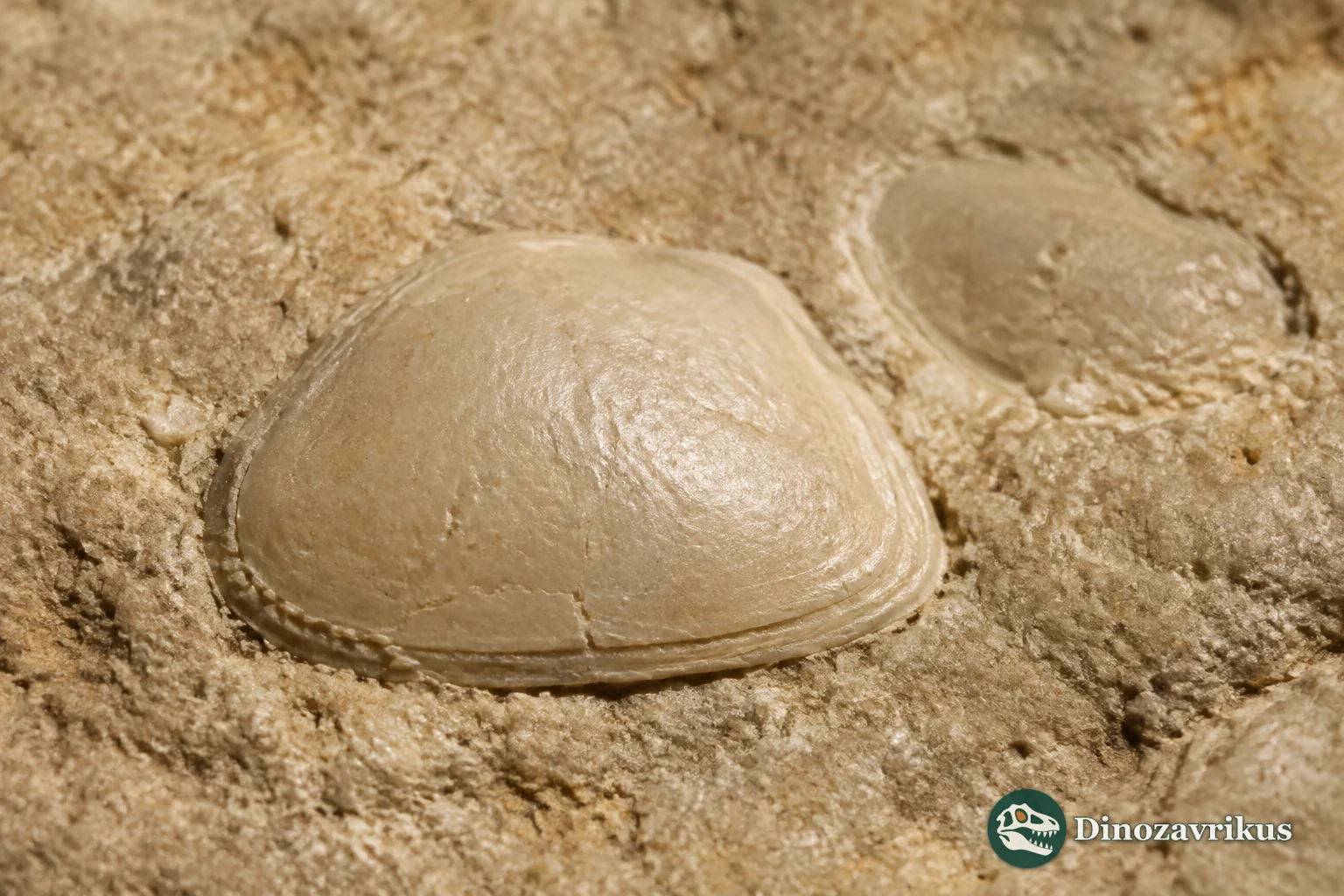 Magnified Ogmoconcha ostracod carapace on fine marine sediment