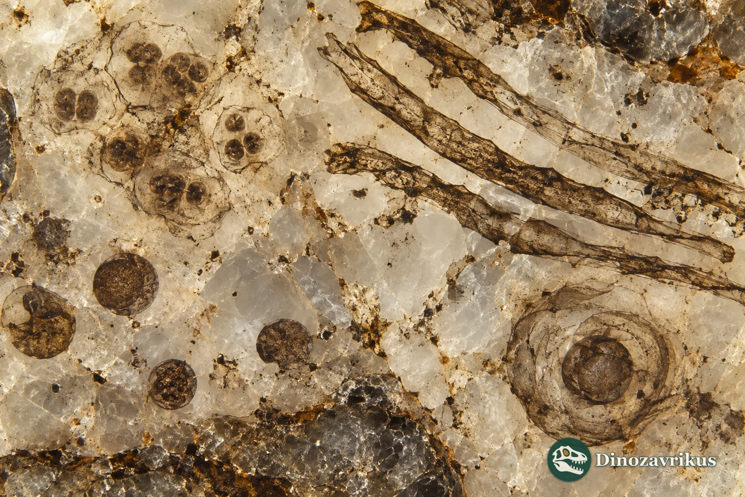 A scientific montage of typical Gunflint microfossil forms