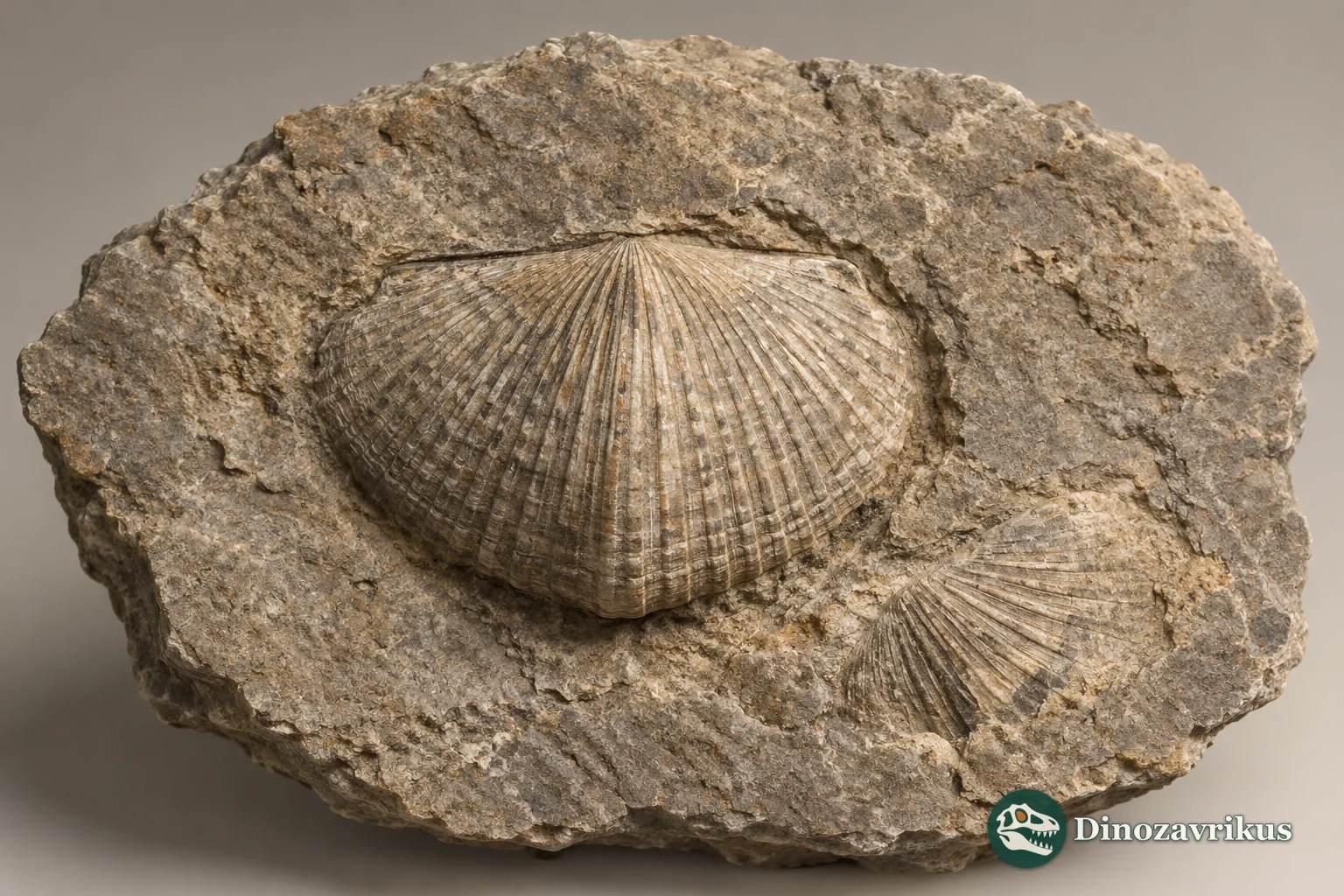Scientific reconstruction of Orthambonites on an Ordovician seabed