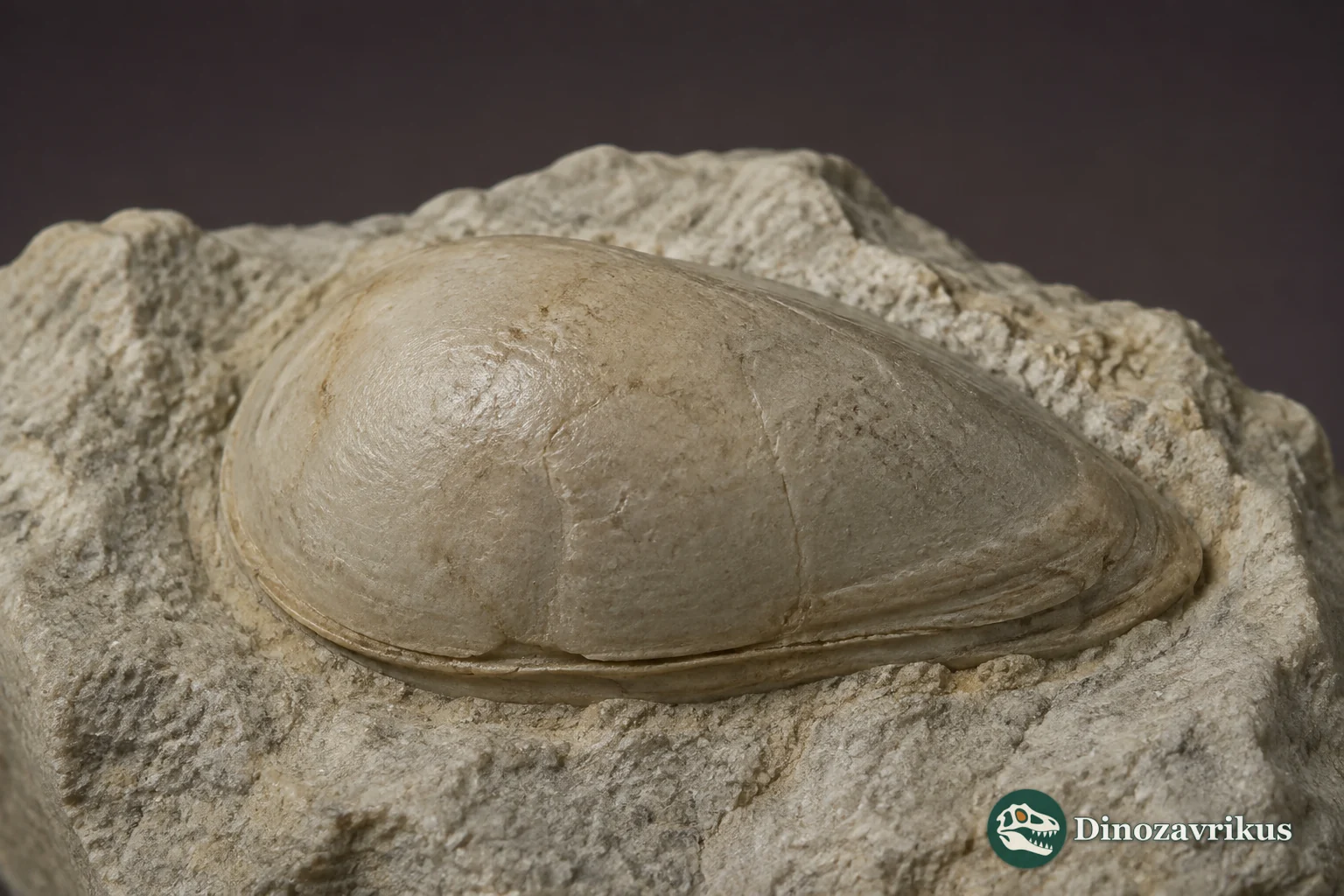 Magnified Orthobairdia carapace in side view on marine limestone