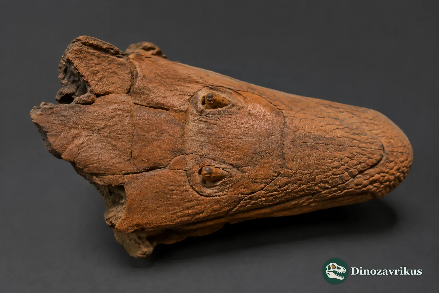 Partial fossil skull of Ovoo gurvel showing the unusual paired bones between the nasal and frontal