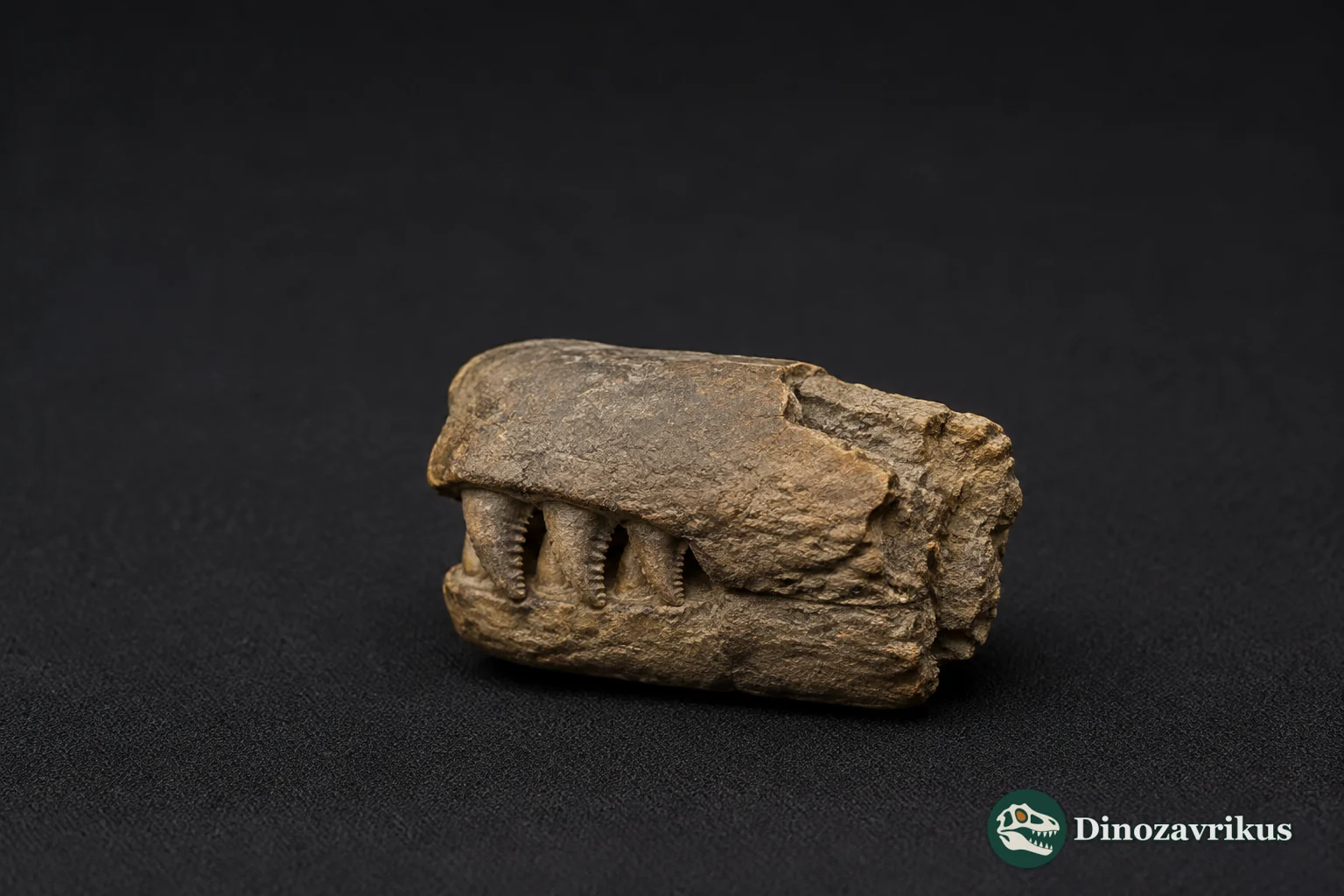 Fossil snout of Pabwehshi with interlocking serrated teeth