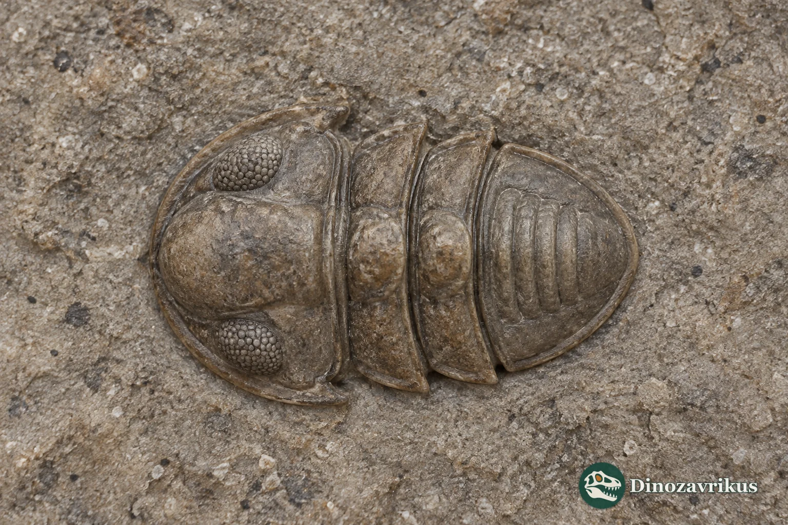 Small Pagetia bootes trilobite seen from above, showing compound eyes, two short thoracic segments and a rounded pygidium