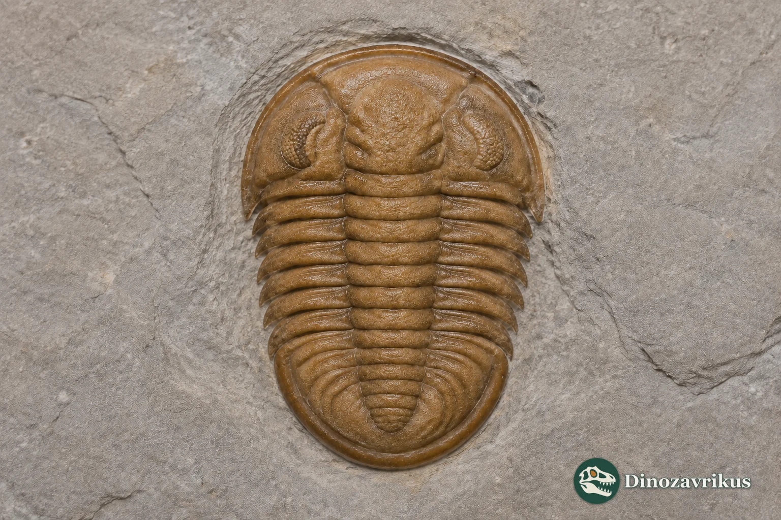 Paladin morrowensis reconstructed with large eyes and a rounded pygidium