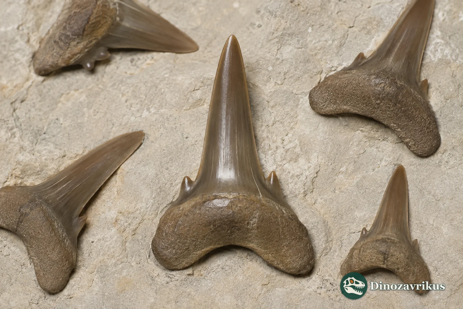 Fossil teeth of Palaeohypotodus, including differently shaped positions from a reconstructed Paleocene shark jaw