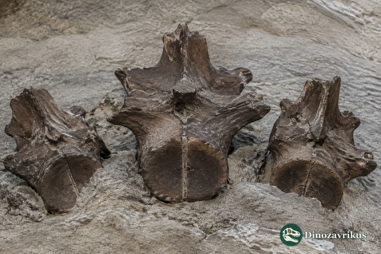 Fossil vertebrae of Palaeosaniwa canadensis, the Campanian lizard named from Alberta material