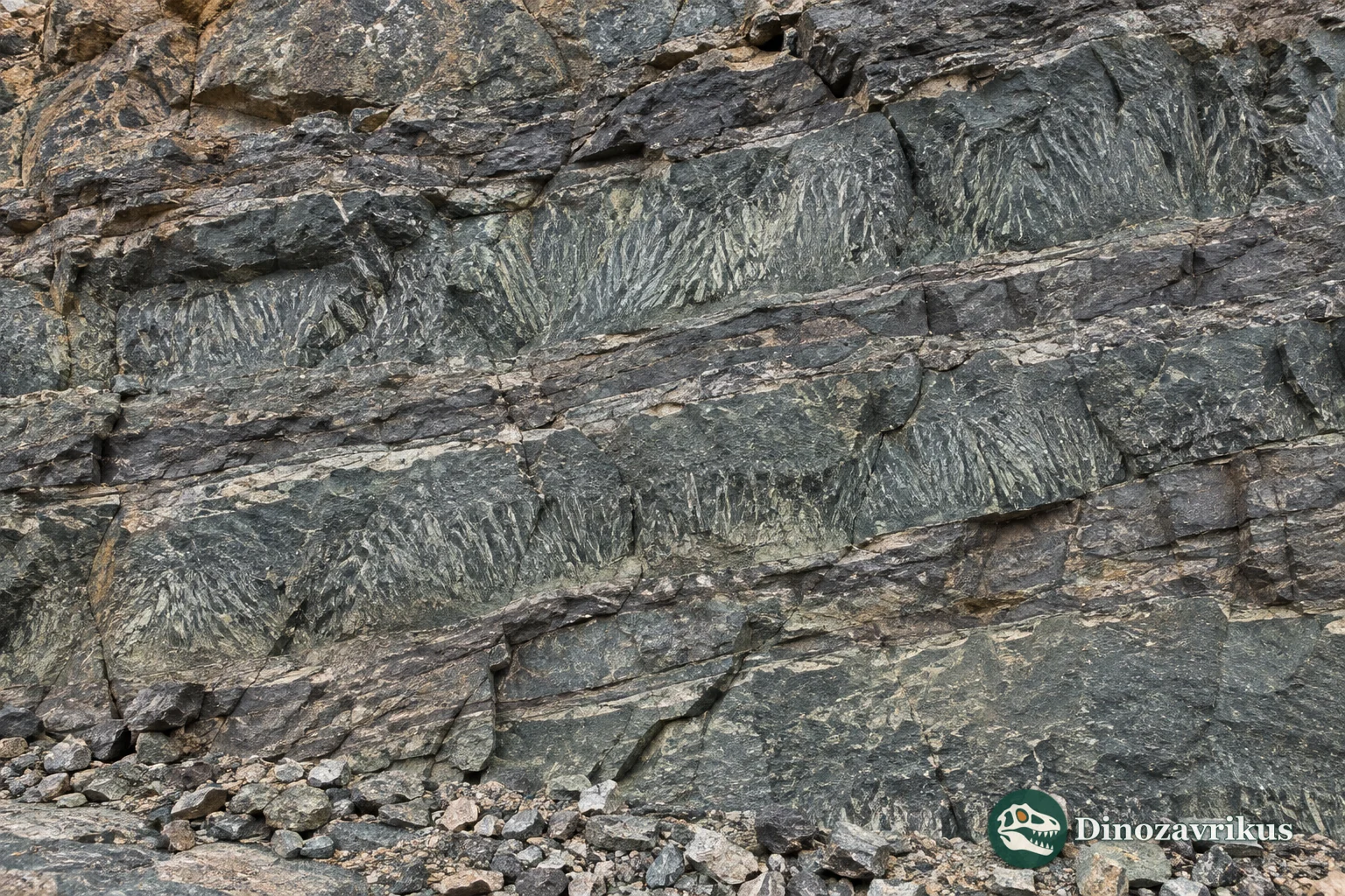 Spinifex texture in Paleoarchean komatiite at Barberton