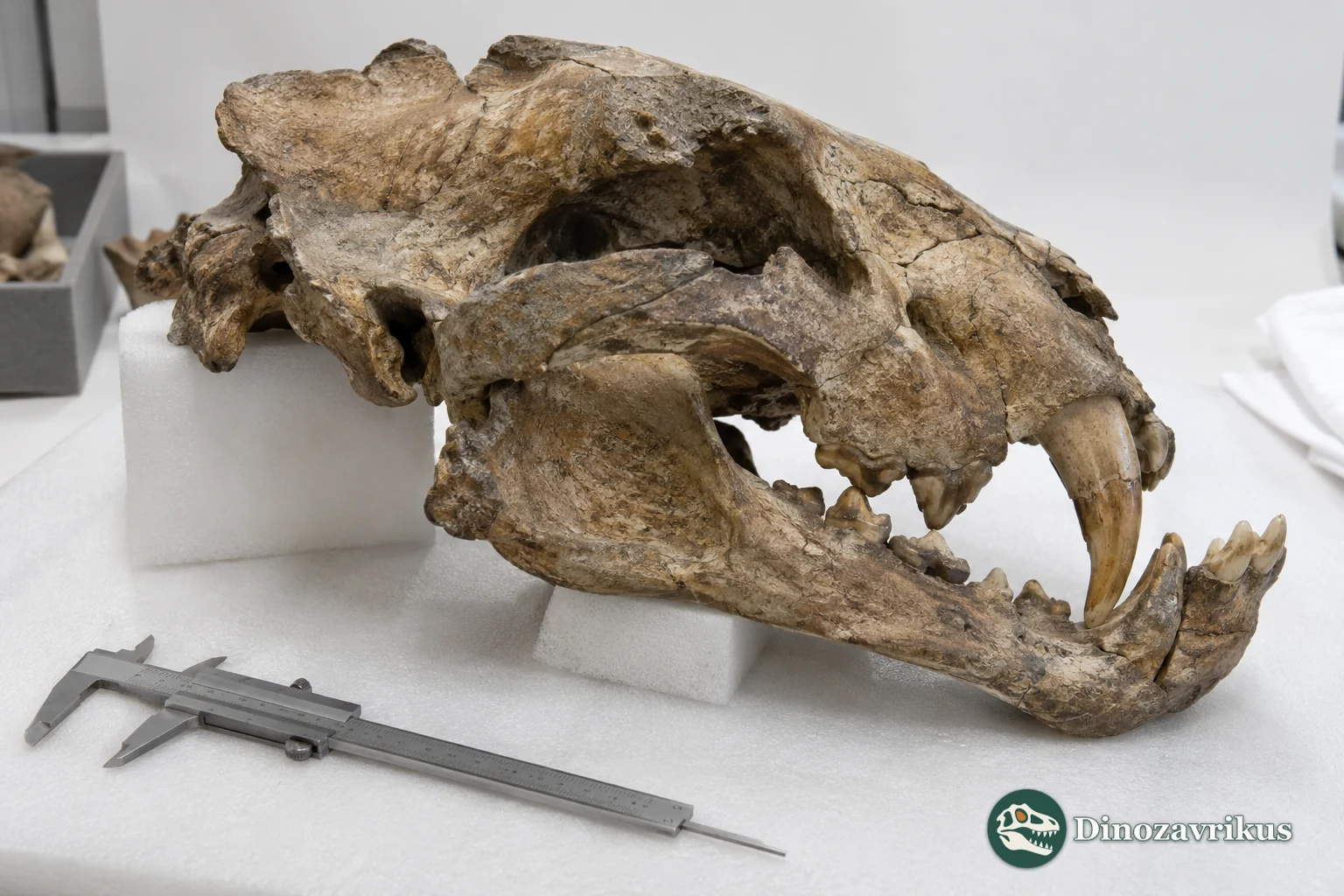 Illustrative study scene of a cave-lion skull