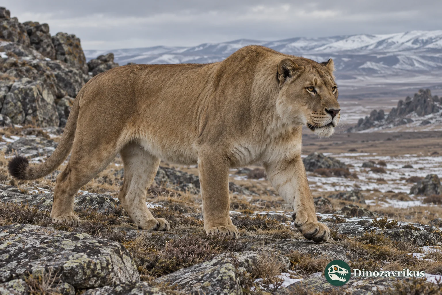 A cave lion crossing a cold Late Pleistocene Eurasian plain