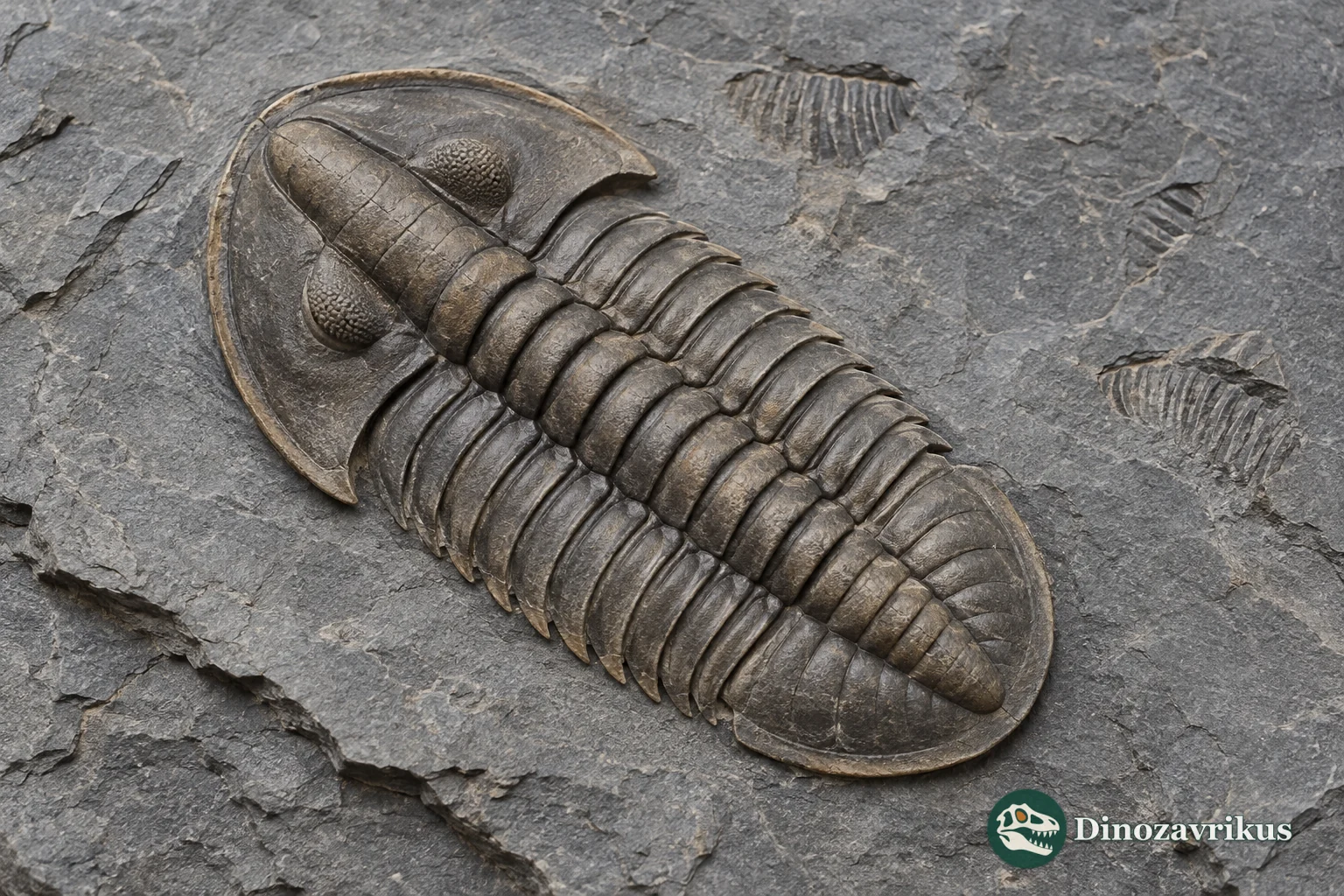 Dorsal fossil reconstruction of Parabolinella with a narrow glabella, broad cephalon, articulated trunk and pygidium on grey shale