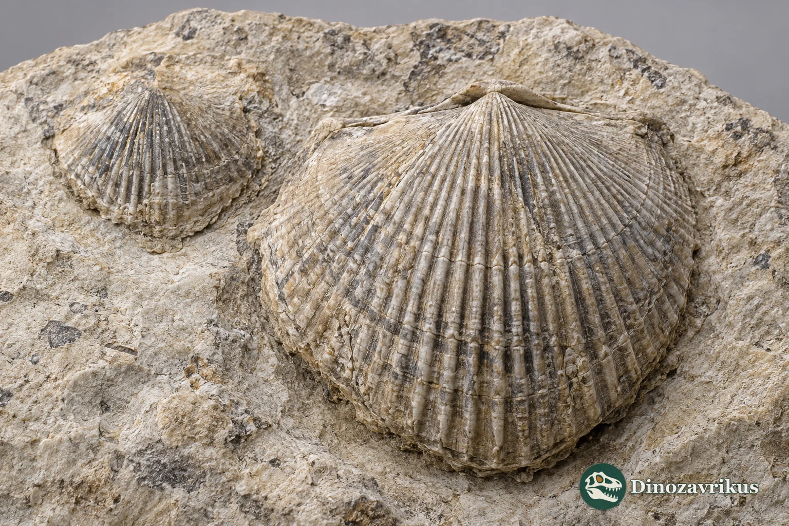 Scientific reconstruction of Paurorthis parva on an Ordovician seabed