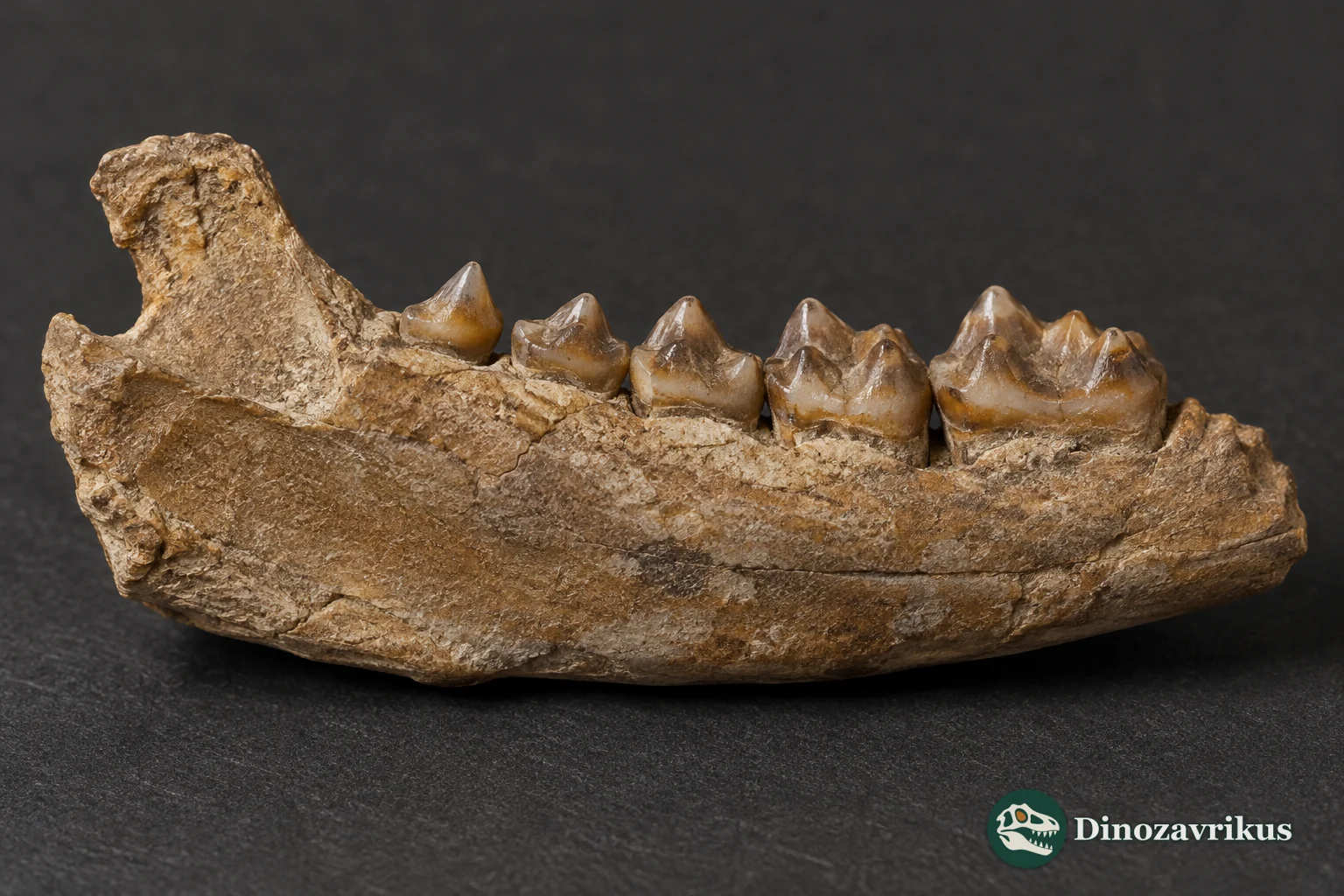 Interpretive small fossil lower jaw with cheek teeth
