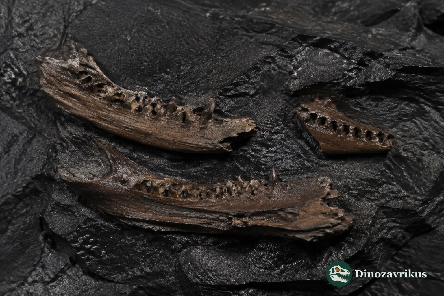 Fossil maxilla and lower jaw of Portugalophis lignites from the Guimarota coal beds