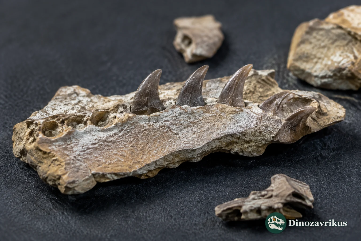 Fragmentary jaw of Primaderma nessovi with slender, finely serrated teeth