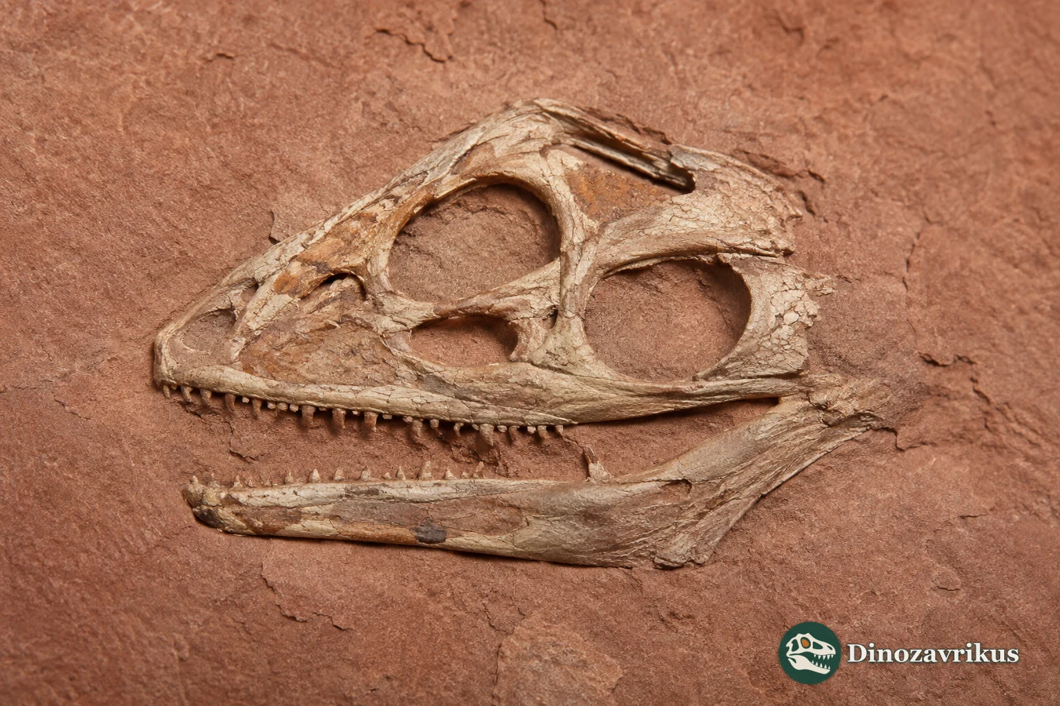 Fossil skull and lower jaws of Priscagama gobiensis showing the tooth-bearing margins