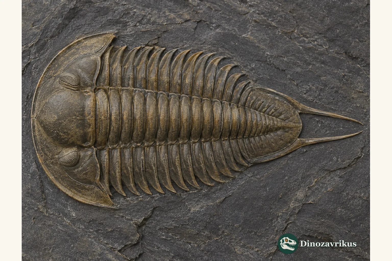 Dorsal reconstruction of an articulated Proceratopyge trilobite with a broad head shield and elongated paired-spined pygidium