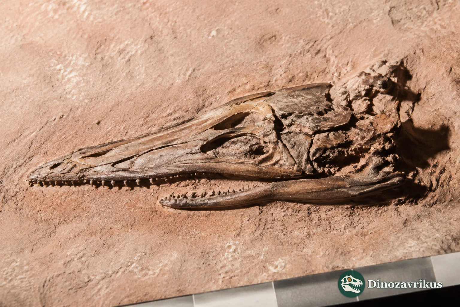 Damaged long-snouted skull and lower jaw of Proplatynotia longirostrata from Mongolia