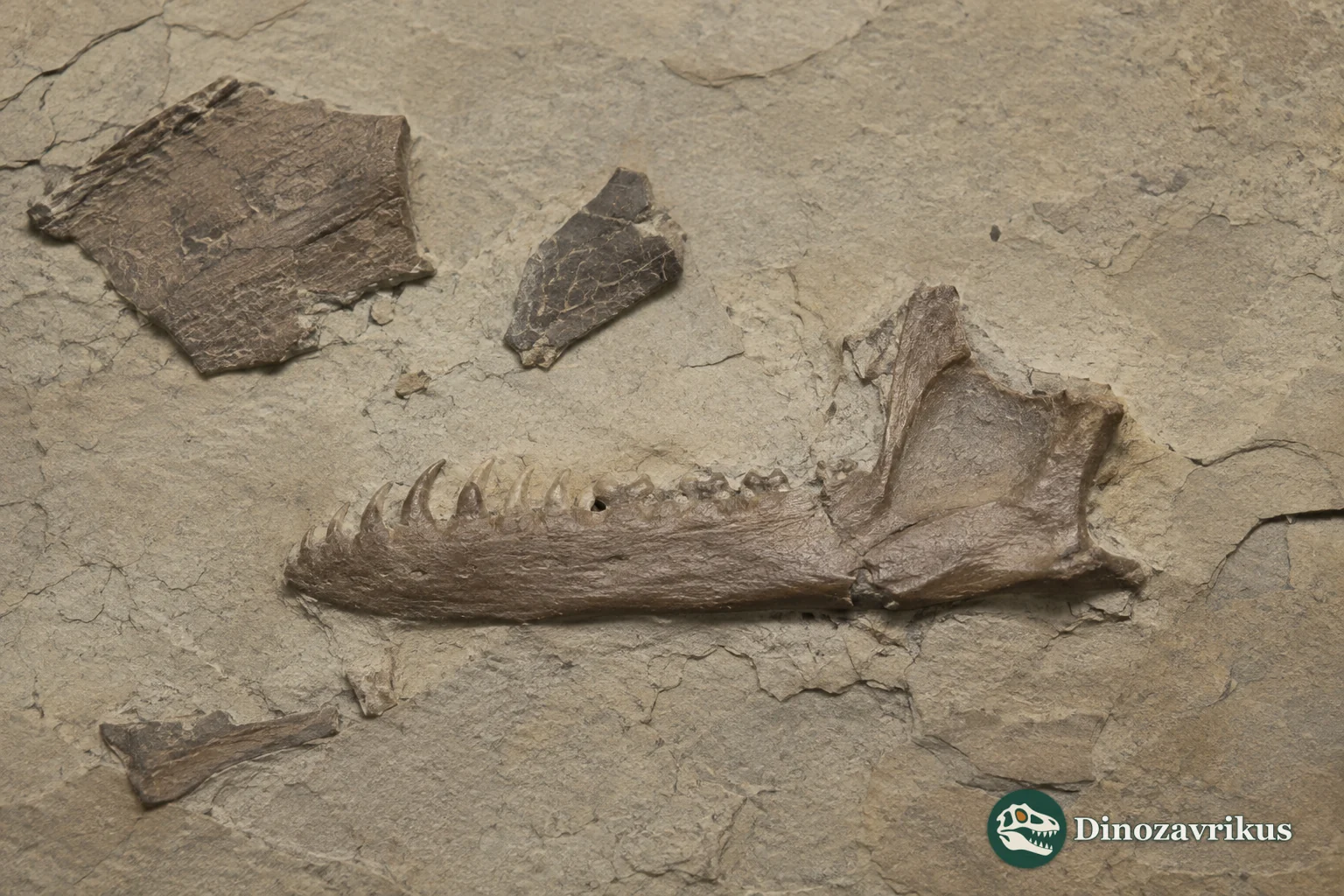Fossil jaw and skull fragments of Sakurasaurus shokawensis from the Early Cretaceous of Japan